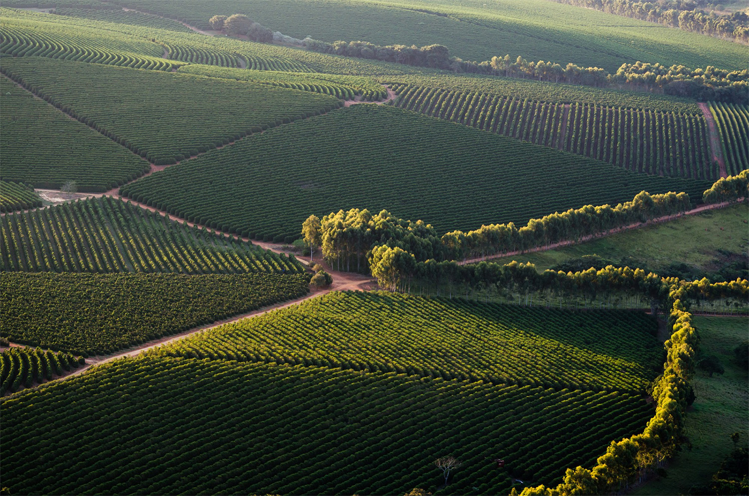 Les racines - Habitbois